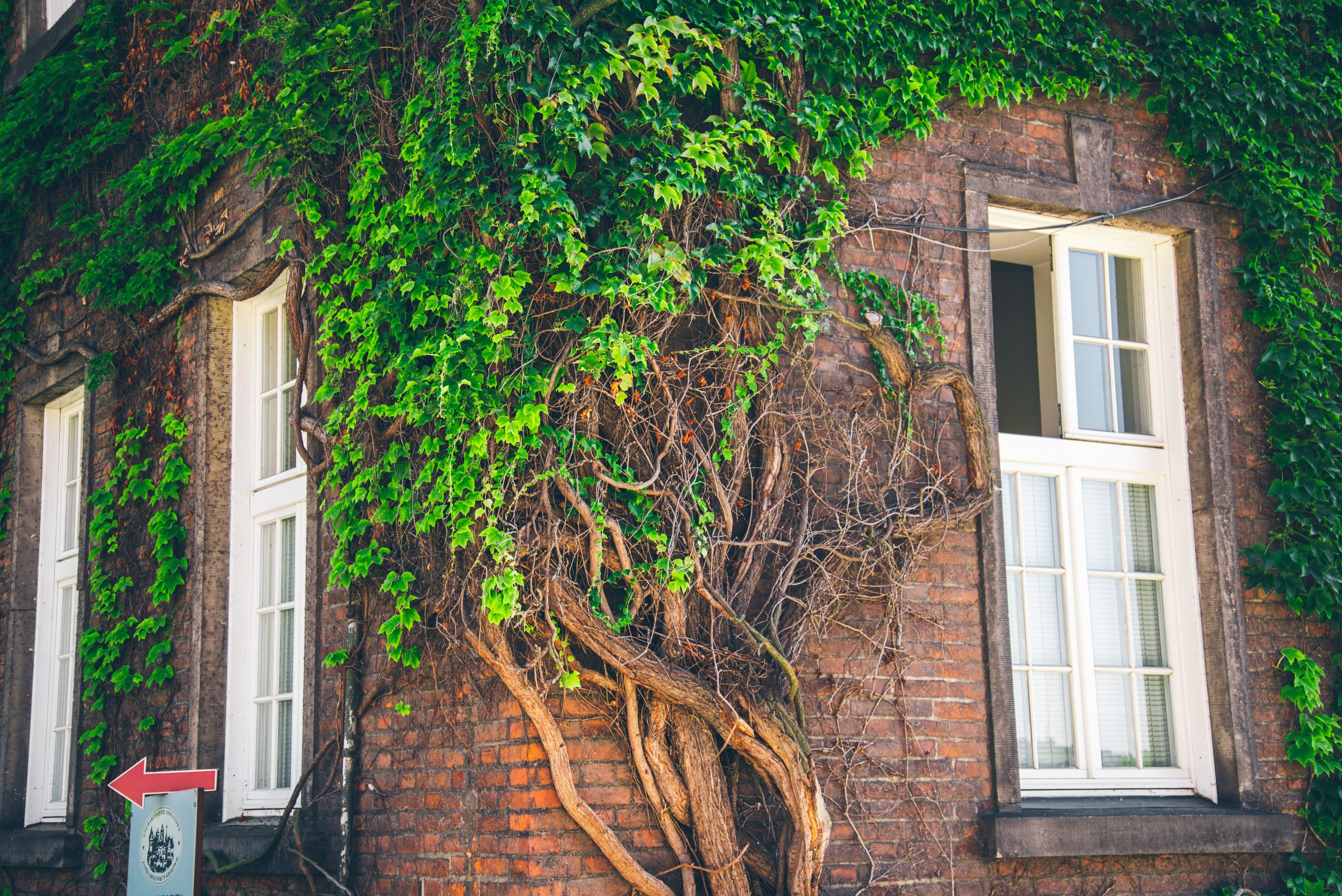magnifique fenêtre avec du lierre