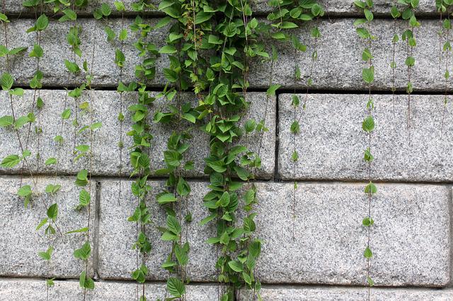 des lierres grimpant sur un mur à supprimer