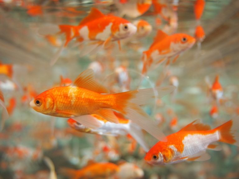 un propriétaire de maison se demandant comment nettoyer le fond d'un aquarium sans aspirateur car il n'en a pas