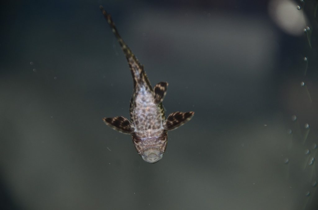 un petit poisson dans un aquarium sous les graviers avec une pompe