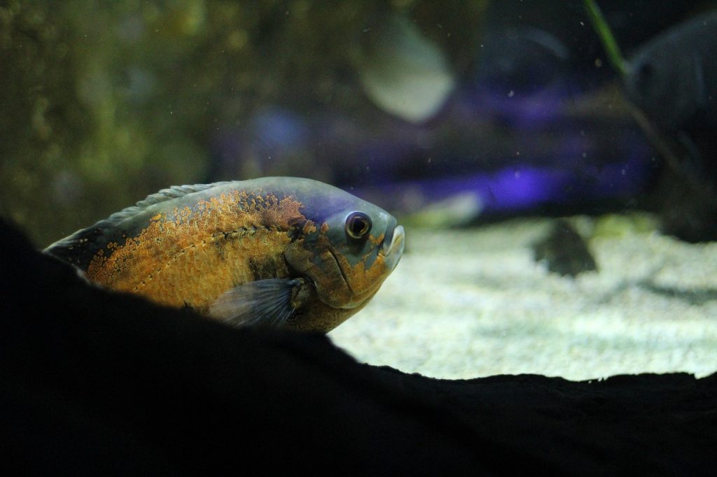 un poisson un peu gros sous le sable dans un aquarium au fond