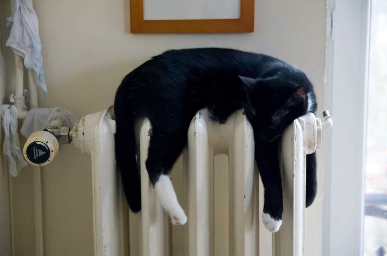 un chat noir et son propriétaire se demandant où faire le plein de fioul rapidement en hiver