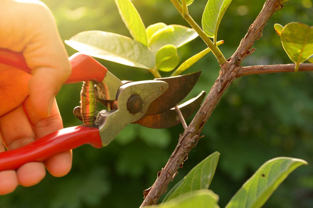 Outils pour tailler arbres et arbustes