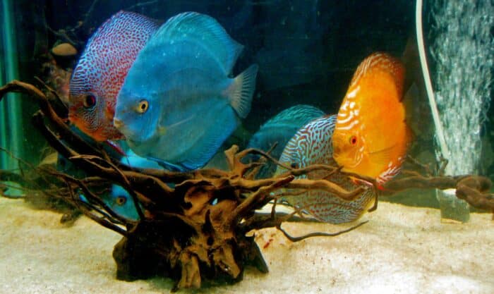 3 poissons dans un aquarium