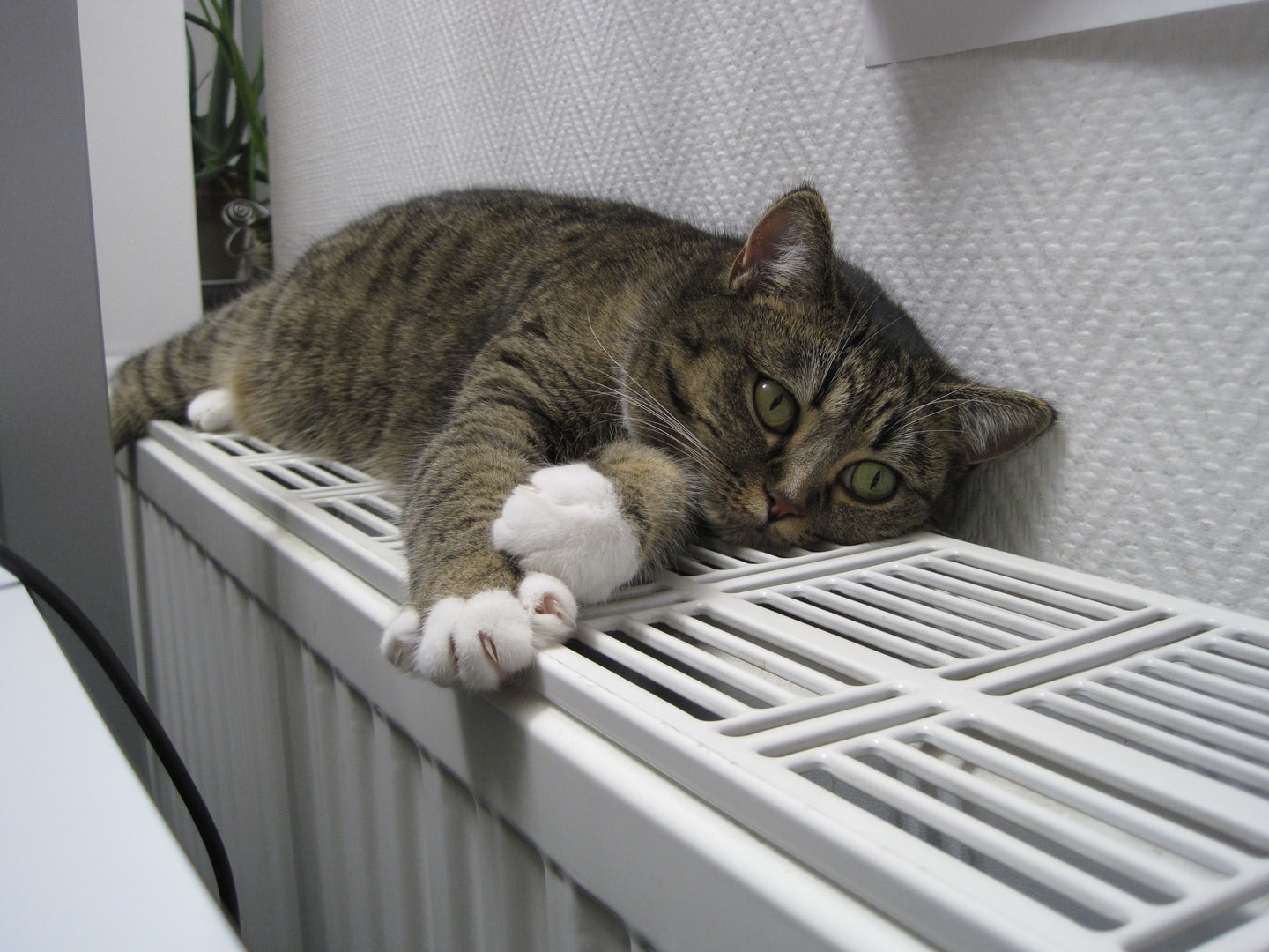 Chat qui se chauffe sur sur un radiateur